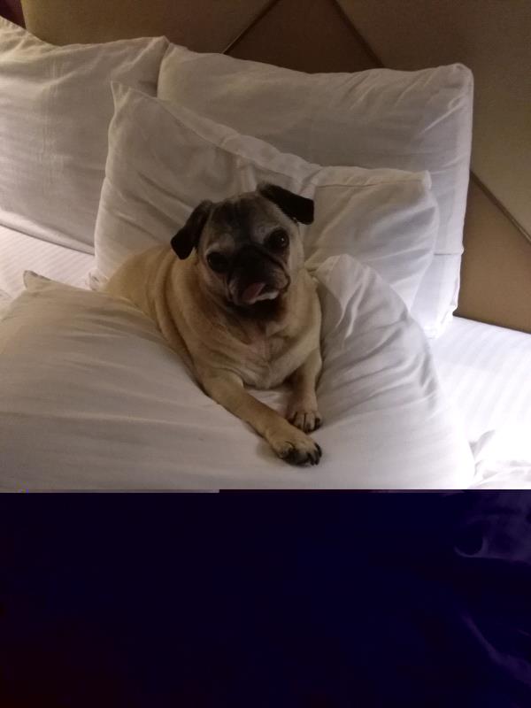 /images/uploads/pug nation rescue of los angeles/pugnation2020/entries/11585thumb.jpg